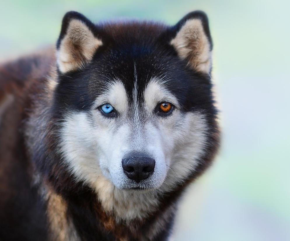 Siberian husky to jedna z najpiękniejszych ras psów