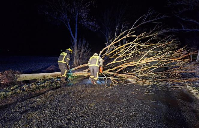 Wichura na Dolnym Śląsku. Powalone drzewa, uszkodzone samochody. Niemal 200 interwencji strażaków