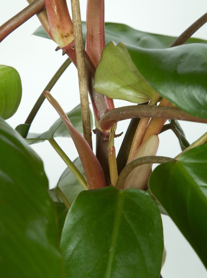 Filodendron czerwieniejący