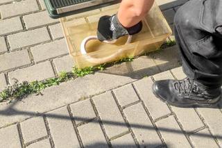 Wąż siedział pod maską samochodu