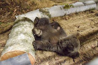 Miśka zostanie gwiazdą zoo