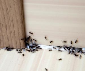 Małe czarne mrówki