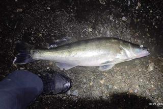 Tysiące ryb na brzegach Wisły. „Nigdy czegoś takiego nie czułem”