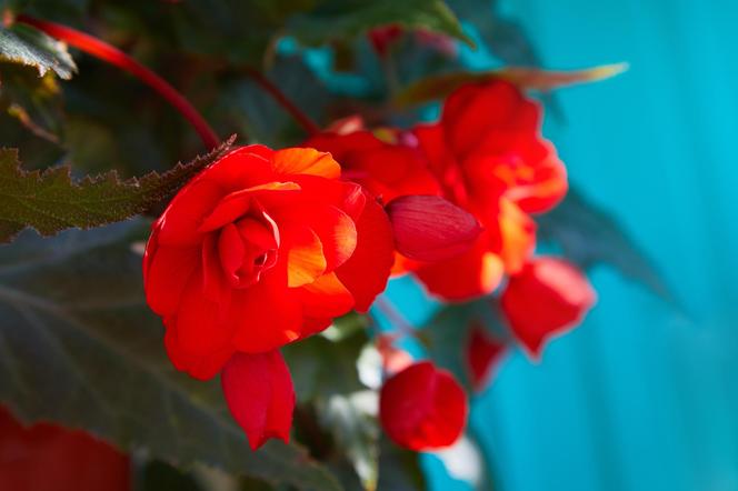 Begonia bulwiasta