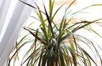Dracena obrzeżona