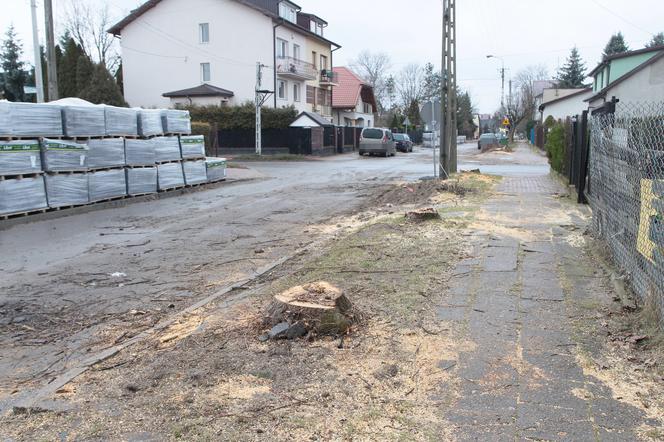  W Wołominie wycinają drzewa na potęgę! Mieszkańcy są wściekli