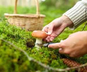 Zbierasz grzyby? Uważaj! Grozi ci nawet 5 tysięcy złotych mandatu