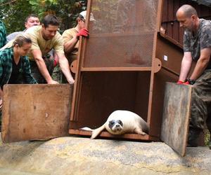 Foki pospolite w płockim zoo