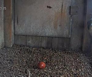 Jest już pierwsze jajko w gnieździe lubelskich sokołów w 2024 roku!