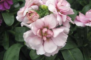 Kwiaty, które można sadzić w czerwcu