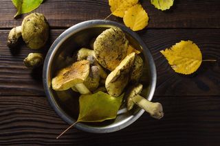 Są pyszne, aromatyczne i można je jeszcze zbierać. Gąski to najlepsze grzyby na jesień 