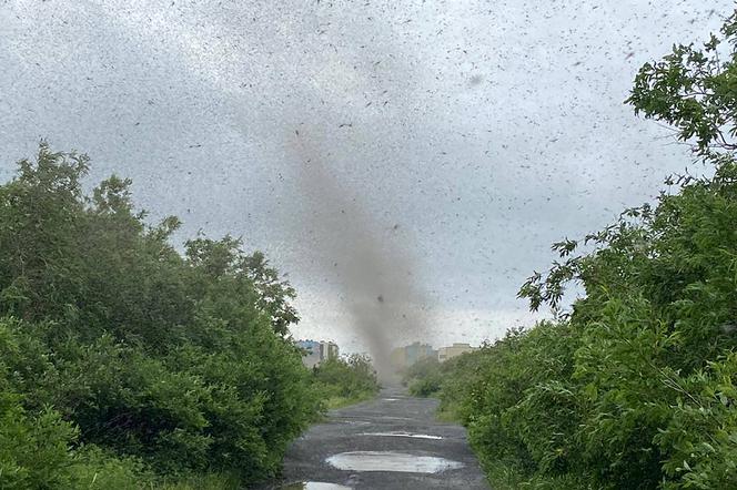 Szok! Tornado z komarów. Inwazja jakiej jeszcze nie było