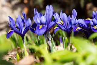 Kosaciec żyłkowany - Iris reticulata