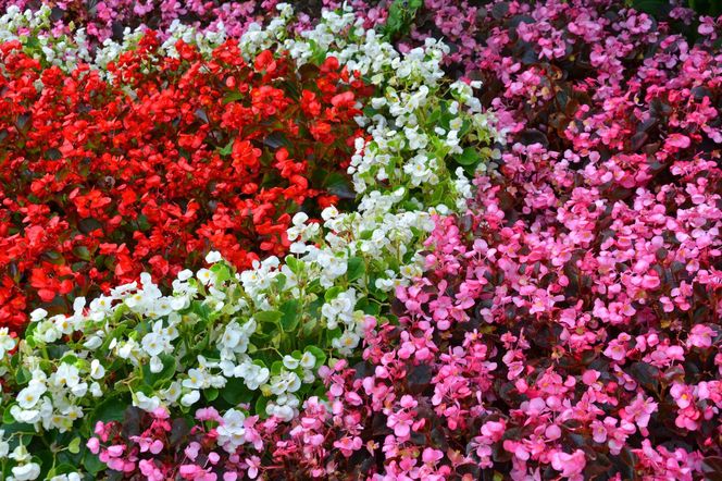 Begonia stale kwitnąca