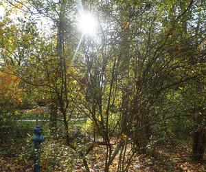 Park Wilsona jesienią