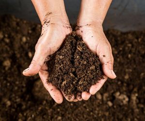 Torf - podłoże i nawóz organiczny