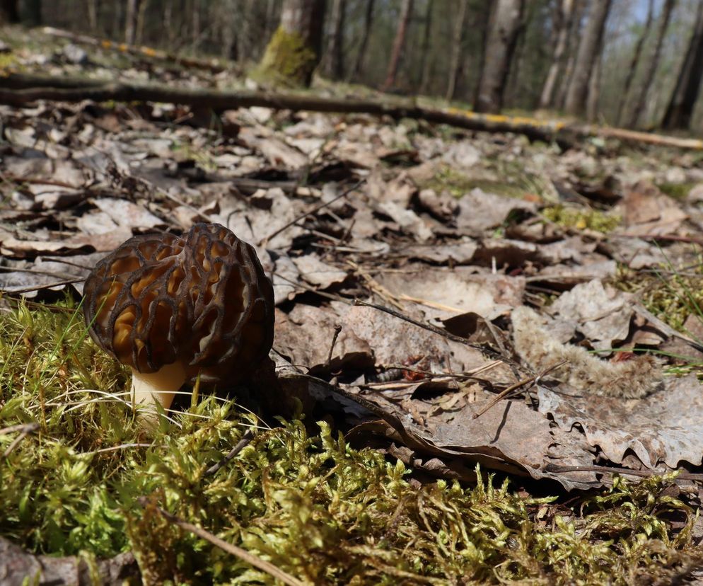 Ma 31 kcal, zawiera witaminę D  i kosztuje 4000 zł za kilogram. Właśnie wrócił do polskich lasów
