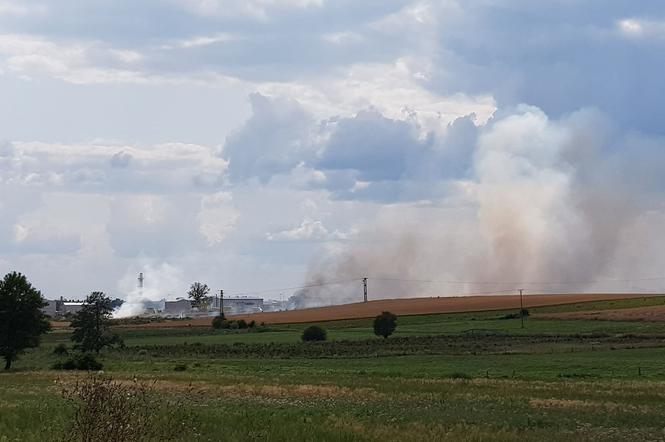 Potężny pożar pod Goleniowem! Płoną pola w pobliżu przepompowni gazu!