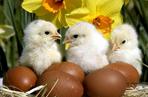 Wielkanoc, kurczaki, jajka