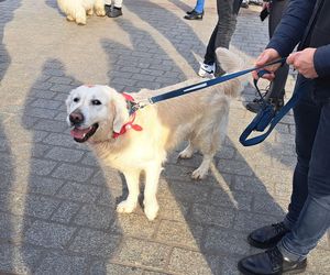 33. Finał WOŚP z grupą krakowskich Golden Retrieverów