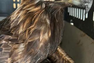 Kaszel i duszności u orła