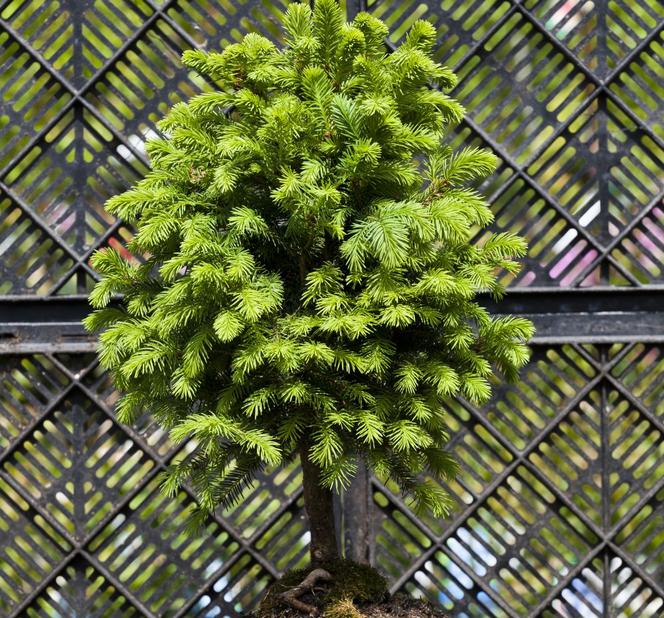 Świerk pospolity 'Goblin'  - Picea abies 'Goblin' 