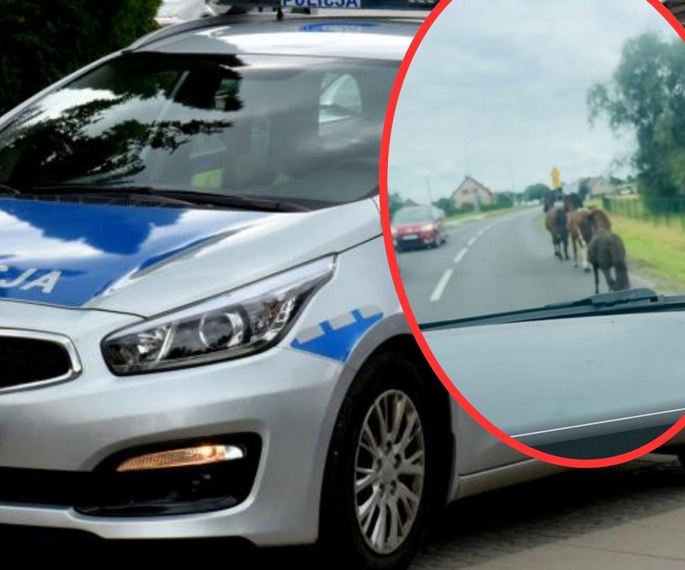 Konie biegały po ulicem luzem