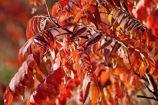Jesienny ogród. Czas kolorowych liści, zbioru plonów i porządków