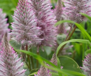 Ptilotus exaltatus 