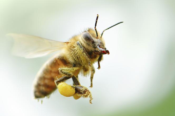 PYŁEK KWIATOWY - wartościowy produkt pszczeli