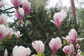 Ogród Dendrologiczny Uniwersytetu Przyrodniczego w Poznaniu