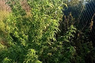 13 krzewów konopii u 52-latki z powiatu iławskiego