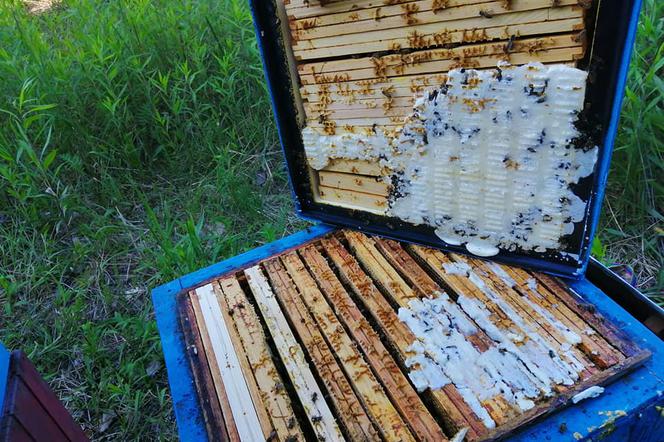 Pianka wpuszczona w deski pasieki zabiła 250 tys. owadów