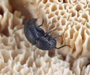 Insekty żerujące w drewnie 