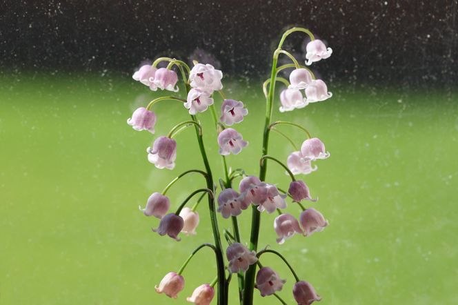 Konwalia Rosea