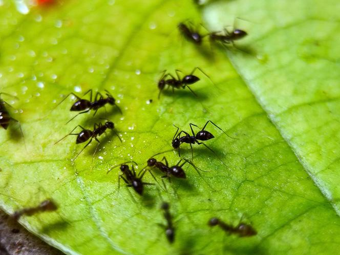 Co odstrasza mrówki? Poznaj najlepsze sposoby!