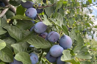 Aneta i Krzysztof Grochowscy