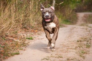 Spuścił trzy agresywne psy ze smyczy i kazał atakować. Groza w parku!