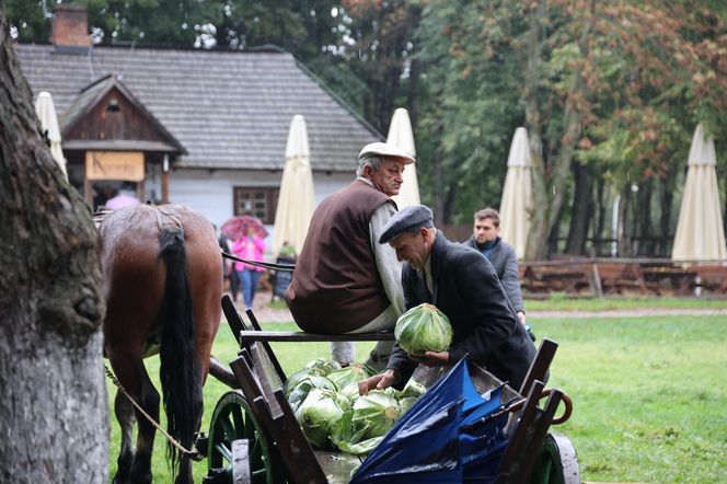 Tak ongiś siekano kapustę w woj. lubelskim. „Obieraczki kapuściane” w Muzeum Wsi Lubelskiej