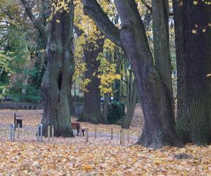 Park Sołacki w Poznaniu jesienią