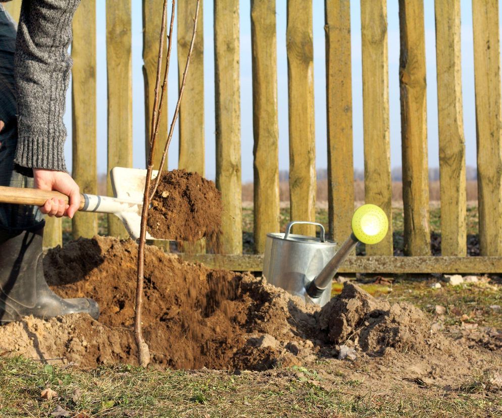 Sadzenie drzewka owocowego