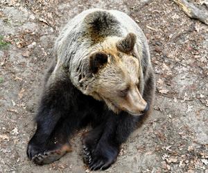 Niedźwiedzie w poznańskim ZOO wybudziły się z zimowego snu