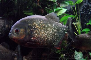 Inwazja bambusa i pirania w Sanie? Niepokojące odkrycia hydrobiologów na Podkarpaciu