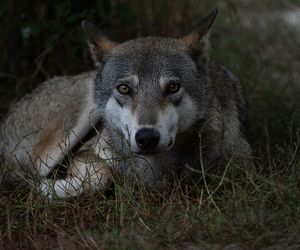 Smutne wieści z Roztoczańskiego Parku Narodowego. Pod kołami zginął kolejny młody wilk