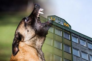 Gromy na urząd miasta! Sprawa morderczych psów zgłaszana już wcześniej? Były postrachem Raculi