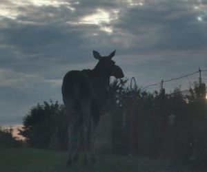 Nietypowy gość wystraszył działkowiczów! Musiała przyjechać policja