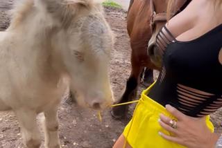 Kucyk rzucił sie na Dodę