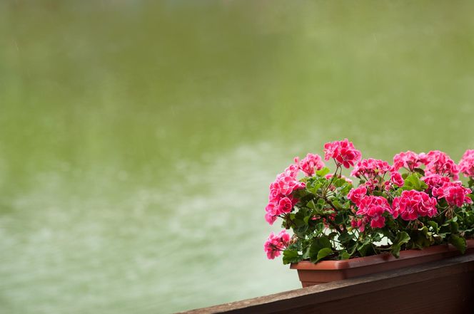 Pelargonie