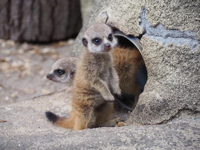 Surykatki w warszawskim ZOO oszalały ze szczęścia! To trzeba zobaczyć!