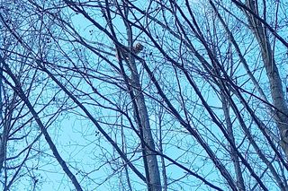 Wystraszony kotek kilkanaście metrów na ziemią